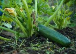 The rapidly growing Zucchini