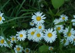 Some daisys pop through the weeds and grasses