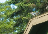 blue bird / jay flits about until pauses on a roof